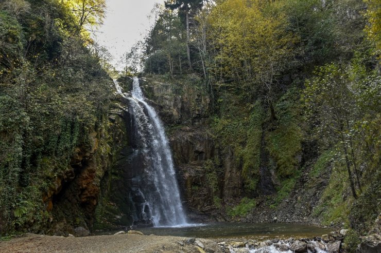 Boyları 70 Metreye Ulaşan Ağaçlar Var
