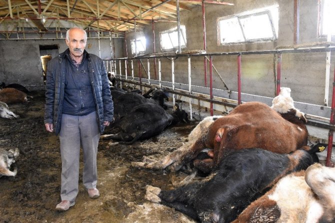 Gümüşhane’de 21 Büyükbaş Hayvan Telef Oldu