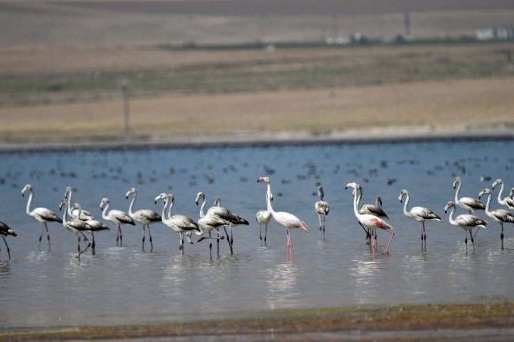 Flamingolar Arin Gölü’nü Mesken Tuttu