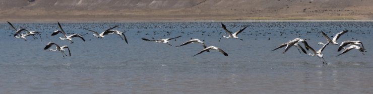 Flamingolar Arin Gölü’nü Mesken Tuttu