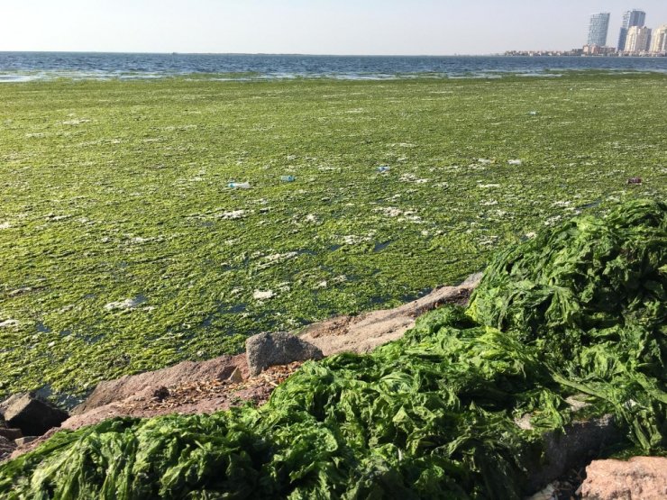 İzmir Körfezi’nde Ürküten Görüntü