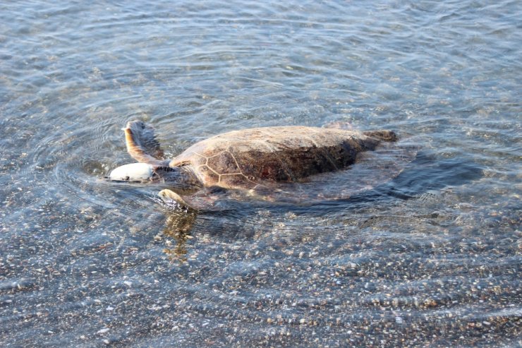 591 Bin Yavru Deniz Kaplumbağası Denizle Buluştu