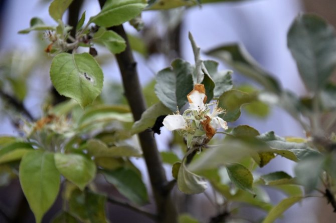 Elma Ağacı Sonbaharda Çiçek Açtı