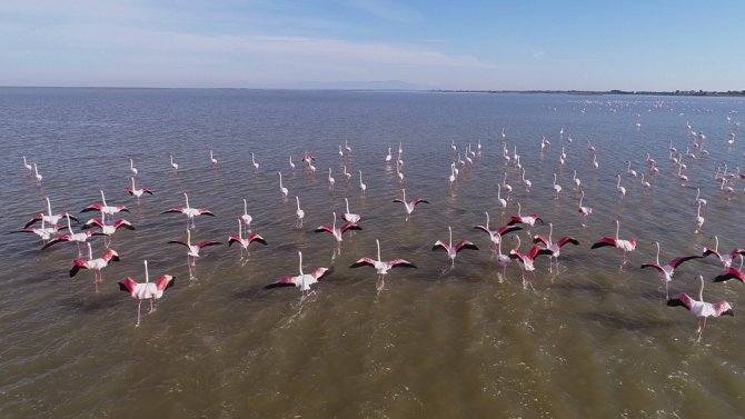 Çukurova Deltası Flamingolarla Renklendi