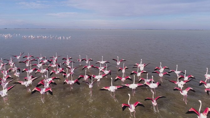 Çukurova Deltası Flamingolarla Renklendi