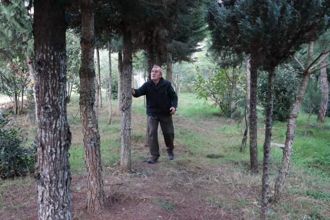 Ağaçların Kesilmemesi Şartıyla Arazisini Bağışlayacak