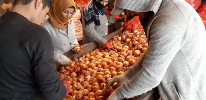 Depolara Baskın Yapıldı, Soğan Fiyatları 30 Kuruş Düştü