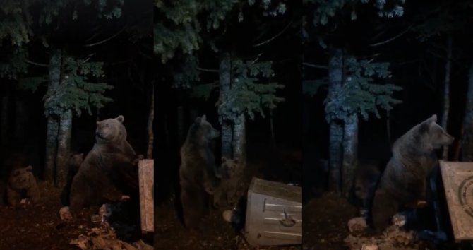 Uludağ’da Aç Kalan Ayılar Yiyecek Aramaya Çıktı