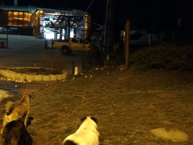Uludağ’da Aç Kalan Ayılar Yiyecek Aramaya Çıktı