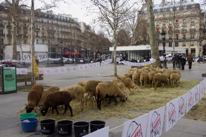 Paris’in Göbeğinde Koyunlu Gösteri
