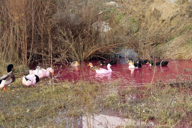 Yalova’da Kırmızı Su Paniği