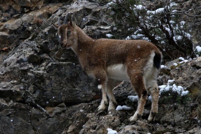 Gümüşhane Dağlarının Süsü Yaban Keçilerinin Her Hali Kameralarda