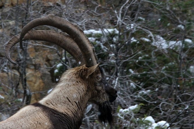 Gümüşhane Dağlarının Süsü Yaban Keçilerinin Her Hali Kameralarda