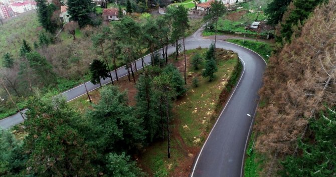 Atatürk Köşkü Ormanı’nda 12 Dişlinin Kuruttuğu Ağaçların Kesimlerine Başlandı