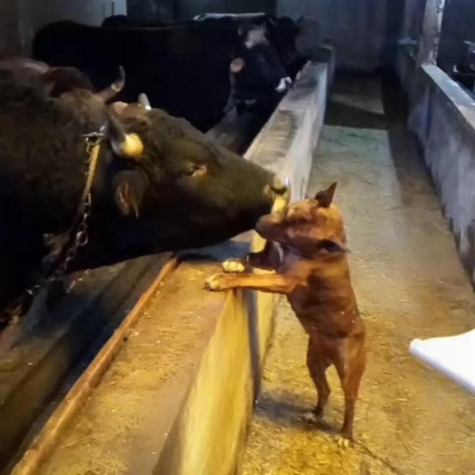 Artvin’de Boğa İle Köpeğin Dostluğu Görenleri Şaşırtıyor