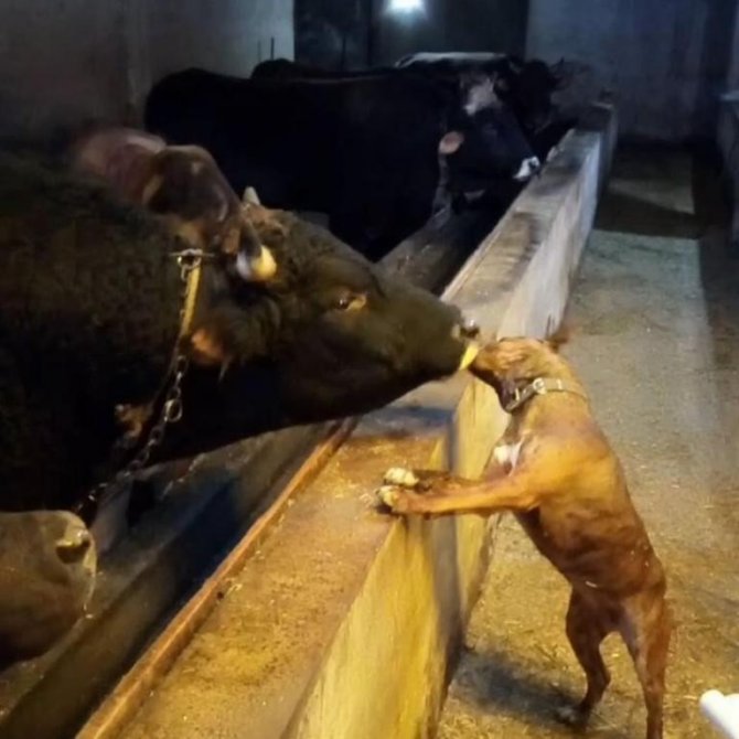Artvin’de Boğa İle Köpeğin Dostluğu Görenleri Şaşırtıyor
