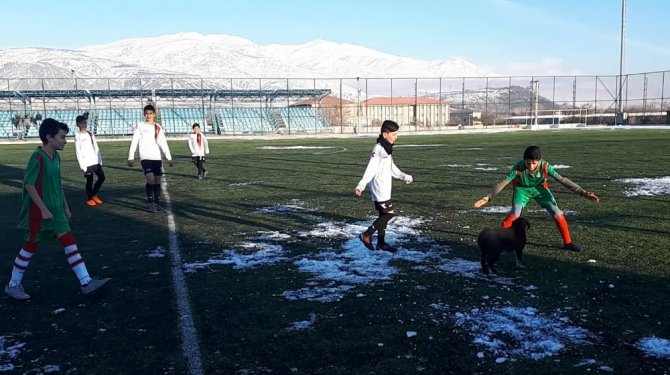 Sahaya Giren Köpek Ortalığı Birbirine Kattı