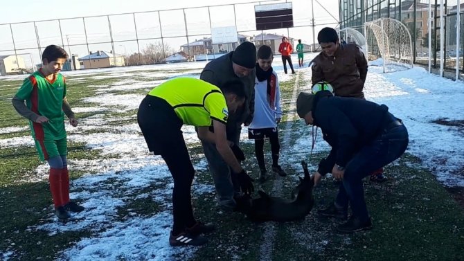 Sahaya Giren Köpek Ortalığı Birbirine Kattı
