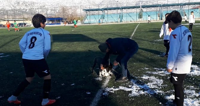 Sahaya Giren Köpek Ortalığı Birbirine Kattı
