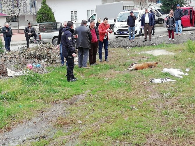 Trabzon’da Sokakta Yaşayan 8 Köpek Ve 2 Kedi Ölü Bulundu