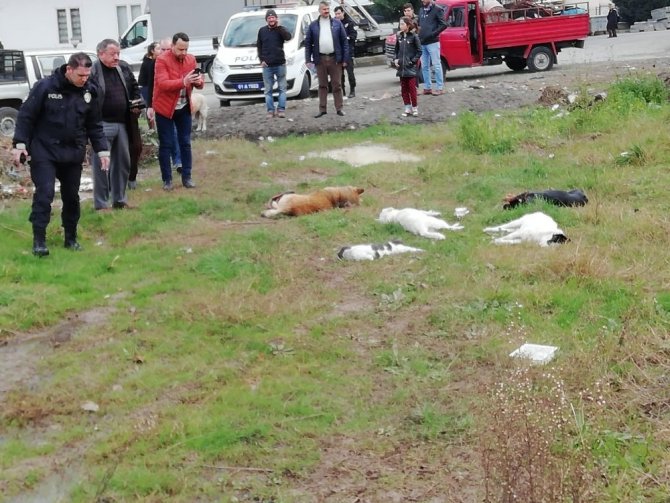 Trabzon’da Sokakta Yaşayan 8 Köpek Ve 2 Kedi Ölü Bulundu