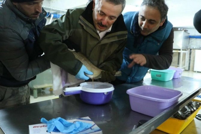 Kırmızı Benekliler Dünyaya Gözlerini Açtı