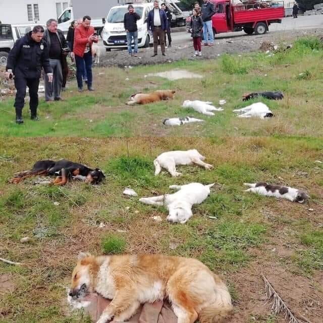 Trabzon’daki Hayvan Katliamına Adli Soruşturma Başlatıldı