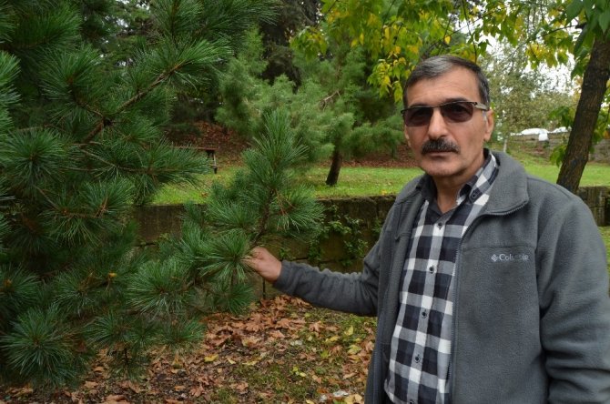 Doğu Karadeniz Yabancı İstilacı Böcek Türlerinin Tehdidi Altında
