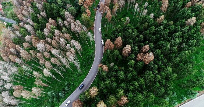 Doğu Karadeniz Yabancı İstilacı Böcek Türlerinin Tehdidi Altında