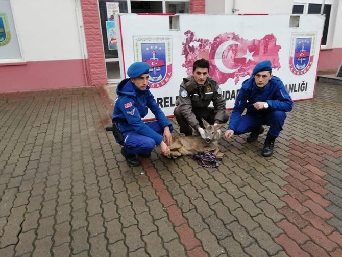 Yaralı Karaca Yavrusuna Jandarmadan Şefkat Eli