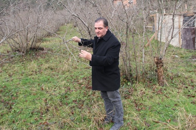 Fındıkta Büyük Tehlike: ‘Kahverengi Kokarca’