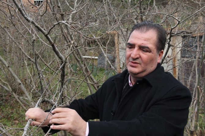 Fındıkta Büyük Tehlike: ‘Kahverengi Kokarca’