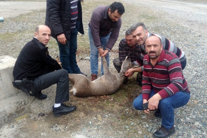 Kalp Masajı Yapılan Yaralı Karaca Kurtarılamadı
