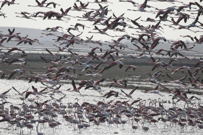 Edirne’de Flamingoların Dansı