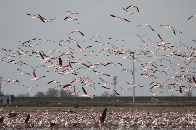 Edirne’de Flamingoların Dansı