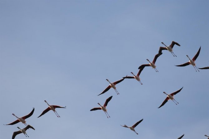 Edirne’de Flamingoların Dansı