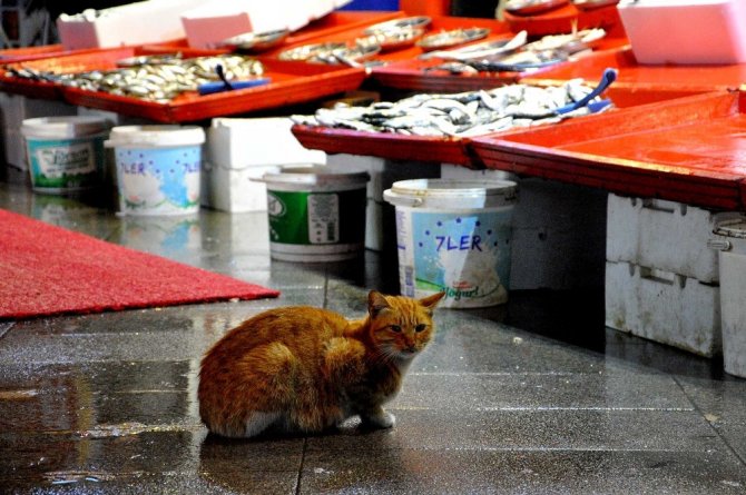 Hamsi Gürcistan’da Da Kayboldu