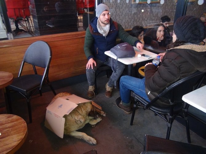 Kartonu Isıtıp Köpeğin Üstüne Örttü