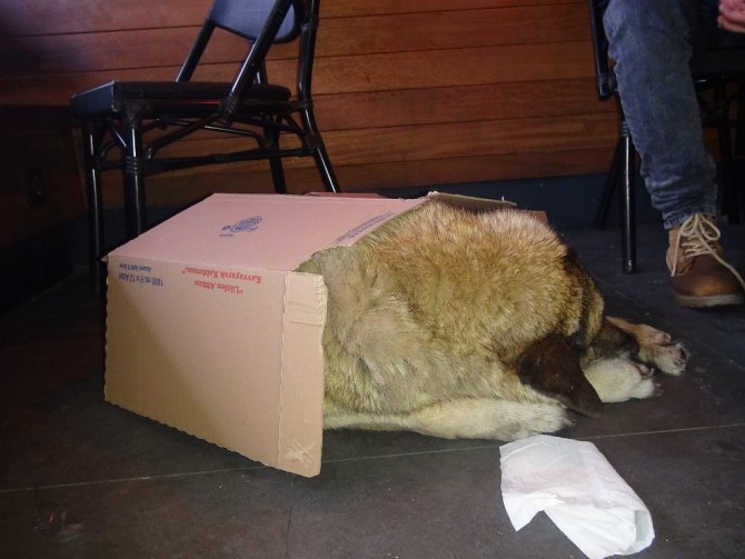 Kartonu Isıtıp Köpeğin Üstüne Örttü
