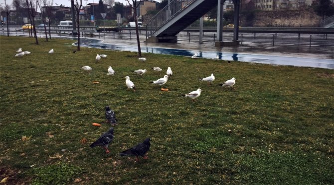 Engel Tanımayan “Martıcı Baba”