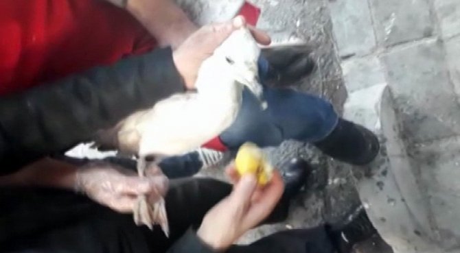 Esnaf Yaralı Martı İçin Seferber Oldu