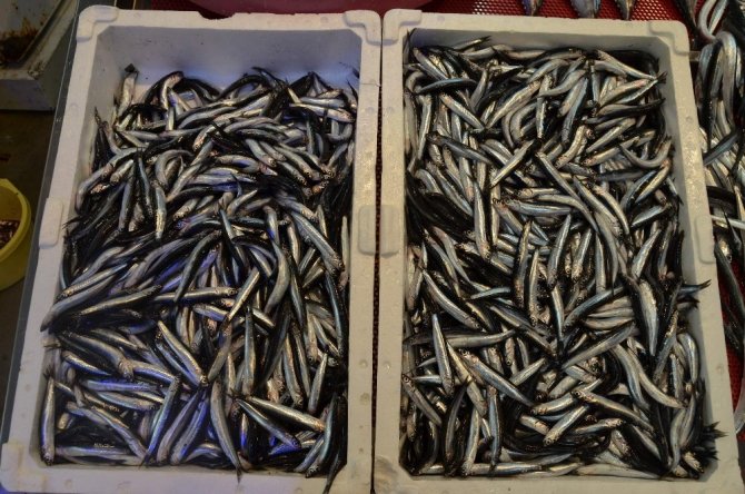 Bu Sezon Balık Haline Gelen Hamside Düşüş, Palamutta İse Bolluk Yaşandı