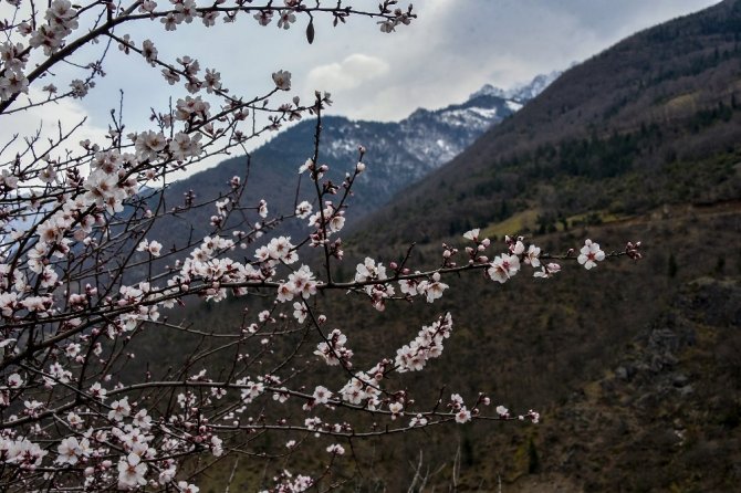 Gümüşhane’de Badem Ağaçları Çiçek Açtı