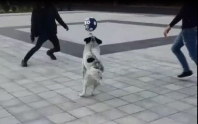 Futbolcu Köpeği Gören Telefona Sarıldı