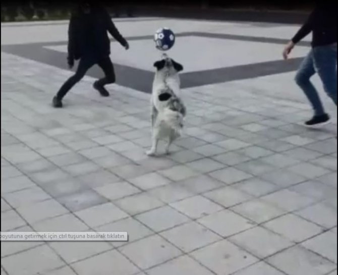 Futbolcu Köpeği Gören Telefona Sarıldı