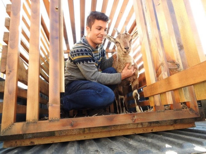 Yaralı Yaban Keçisi Tedavi Edildi