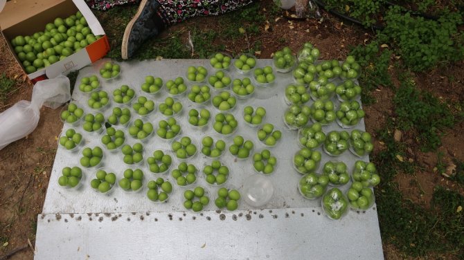 Eğitim Tanesi Dalında 10 Lira