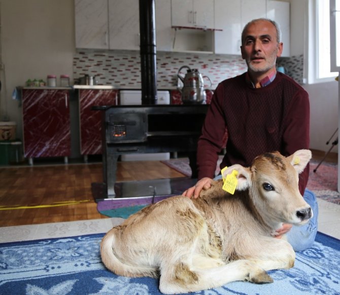 Kışın Doğan Buzağıları Evinde Besliyor
