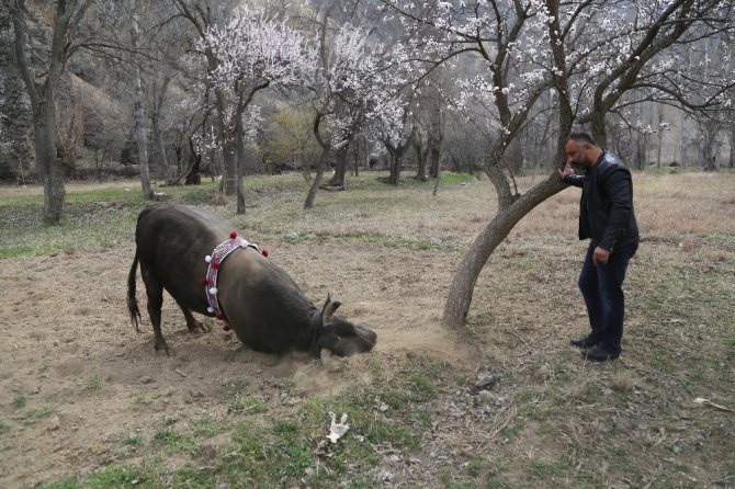 Boğalarla Dans Eden Adam