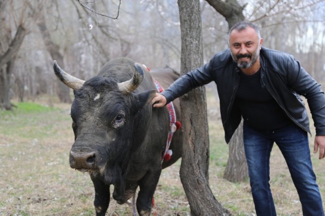 Boğalarla Dans Eden Adam